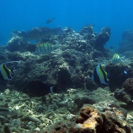 Sand Dollar House, Hiriketiya ดิคเวลลา ภายนอก รูปภาพ