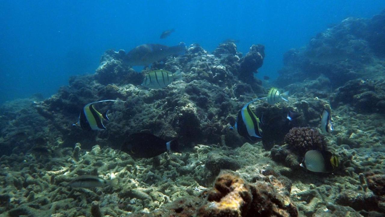 Sand Dollar House, Hiriketiya ดิคเวลลา ภายนอก รูปภาพ